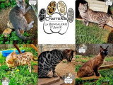 Chat Bengal Blue Tabby Charcoal mâle  LOOF de 2024 pour saillie