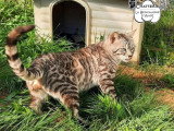 Chat Bengal LOOF seal silver tabby mink  de 2023 disponible pour saillie