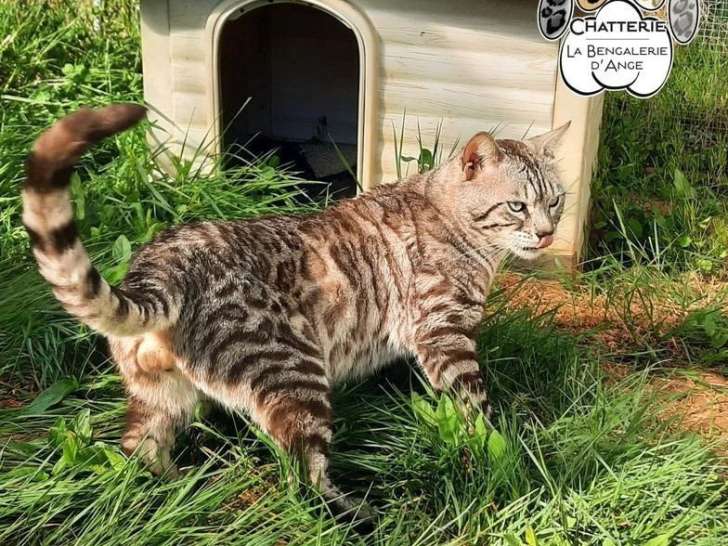 Chat Bengal LOOF seal silver tabby mink de 2023 disponible pour saillie