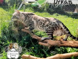 Chat Bengal LOOF seal silver tabby mink de 2023 disponible pour saillie