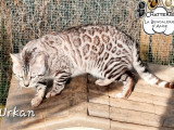 Chat Bengal LOOF seal silver tabby mink de 2023 disponible pour saillie