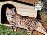 Chat Bengal LOOF seal silver tabby mink de 2023 disponible pour saillie
