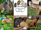 Chat Bengal LOOF seal silver tabby mink de 2023 disponible pour saillie