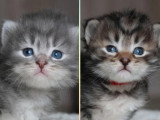 Deux chatons Sibériens LOOF d'avril 2026 bleu tabby et brown tabby à réserver
