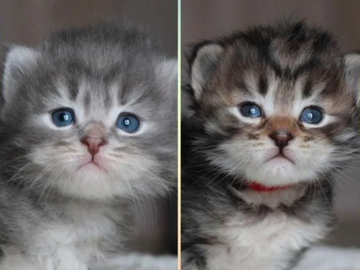 Deux chatons Sibériens LOOF d'avril 2026 bleu tabby et brown tabby à réserver