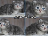 Deux chatons Sibériens LOOF d'avril 2026 bleu tabby et brown tabby à réserver