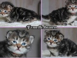 Deux chatons Sibériens LOOF d'avril 2026 bleu tabby et brown tabby à réserver