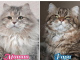 Deux chatons Sibériens LOOF d'avril 2026 bleu tabby et brown tabby à réserver