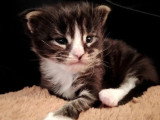 Chaton Maine Coon noir et blanc LOOF à vendre né en avril 2026