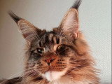Chaton Maine Coon noir et blanc LOOF à vendre né en avril 2026
