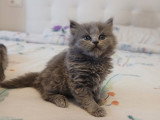 Chatons British Longhair à vendre