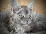 2 chatons femelles Maine Coon LOOF de mars 2026 à réserver