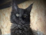 2 chatons femelles Maine Coon LOOF de mars 2026 à réserver