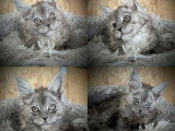 2 chatons femelles Maine Coon LOOF de mars 2026 à réserver