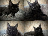2 chatons femelles Maine Coon LOOF de mars 2026 à réserver