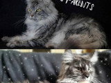 2 chatons femelles Maine Coon LOOF de mars 2026 à réserver