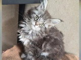 2 chatons Maine Coon femelles LOOF nés en mars 2026 à réserver