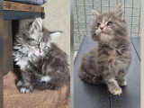 2 chatons Maine Coon femelles LOOF nés en mars 2026 à réserver