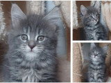 2 chatons Maine Coon femelles LOOF nés en mars 2026 à réserver
