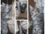 2 chatons Maine Coon femelles LOOF nés en mars 2026 à réserver