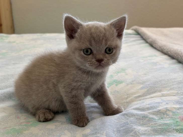 Chaton mâle Scottish Straight à vendre