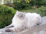 Étalon Highland Straight seal tabby point de juin 2024 pour saillie LOOF