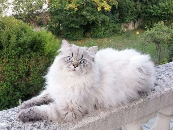 Étalon Highland Straight seal tabby point de juin 2024 pour saillie LOOF