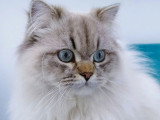 Étalon Highland Straight seal tabby point de juin 2024 pour saillie LOOF