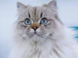 Étalon Highland Straight seal tabby point de juin 2024 pour saillie LOOF