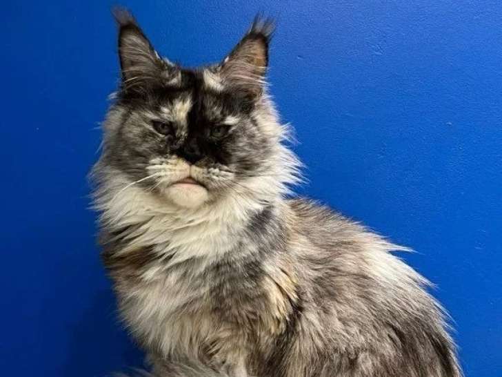 Chatte Maine Coon LOOF stérilisée de juin 2021 à vendre