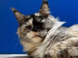 Chatte Maine Coon LOOF stérilisée de juin 2021 à vendre