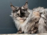 Chatte Maine Coon LOOF stérilisée de juin 2021 à vendre