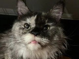 Chatte Maine Coon LOOF stérilisée de juin 2021 à vendre