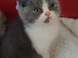 Baloo à 8 semaines
