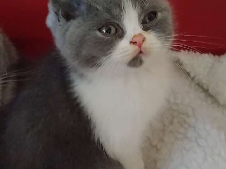 Baloo à 8 semaines