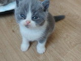 Beau chaton British Shorthair bleu & blanc LOOF à réserver