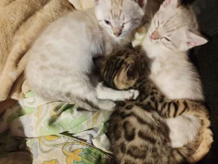 2 chatons femelles Bengal non LOOF nés avril 2025 à vendre