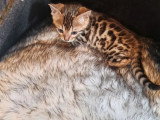 2 chatons femelles Bengal non LOOF nés avril 2025 à vendre