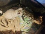 2 chatons femelles Bengal non LOOF nés avril 2025 à vendre