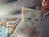2 chatons femelles Bengal non LOOF nés avril 2025 à vendre