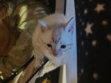 2 chatons femelles Bengal non LOOF nés avril 2025 à vendre