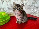 Chatons Exotic Shorthair LOOF à vendre