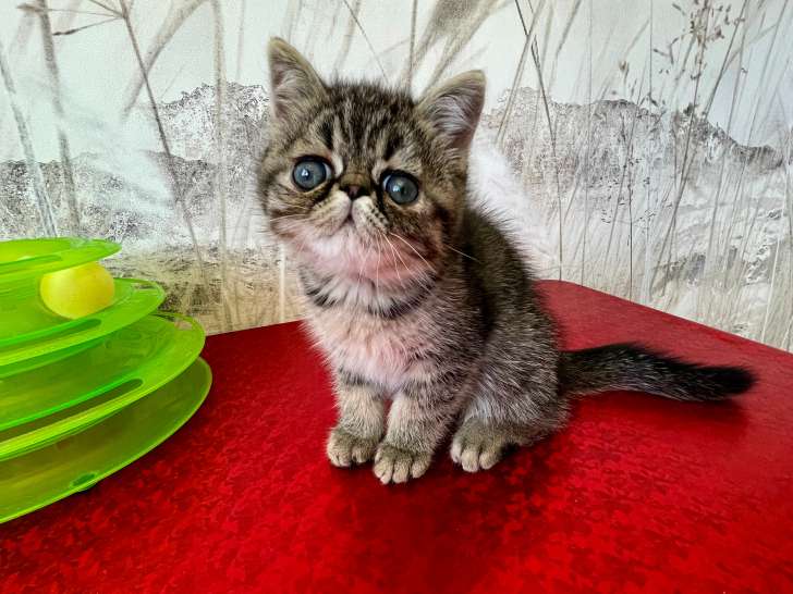 Chatons Exotic Shorthair LOOF à vendre