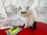 Chatons Exotic Shorthair LOOF à vendre
