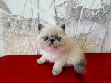 Chatons Exotic Shorthair LOOF à vendre