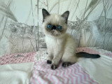Chatons Exotic Shorthair LOOF à vendre