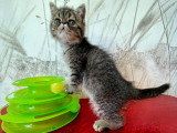 Chatons Exotic Shorthair LOOF à vendre