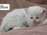 5 chatons Sibériens LOOF nés en avril 2026 à réserver