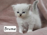 5 chatons Sibériens LOOF nés en avril 2026 à réserver