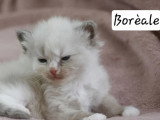 5 chatons Sibériens LOOF nés en avril 2026 à réserver